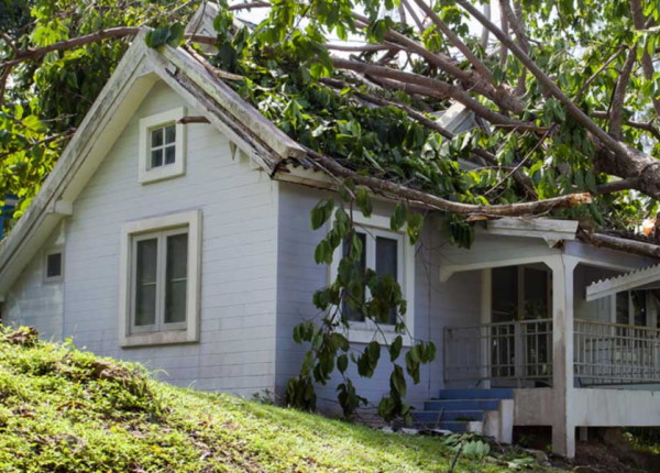 tree or branch collapse