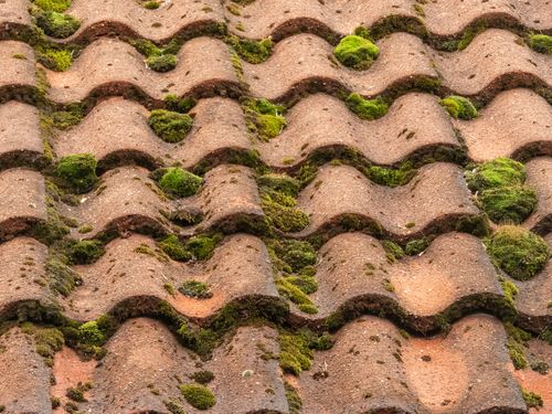 moss on a roof, roof maintenance concept image